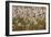 Reedgrass blowing in the wind-Jim Engelbrecht-Framed Photographic Print