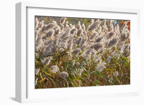 Reedgrass blowing in the wind-Jim Engelbrecht-Framed Photographic Print