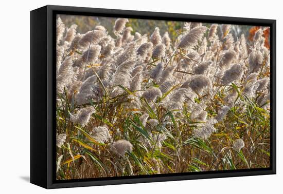 Reedgrass blowing in the wind-Jim Engelbrecht-Framed Stretched Canvas