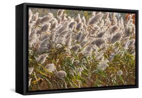 Reedgrass blowing in the wind-Jim Engelbrecht-Framed Stretched Canvas