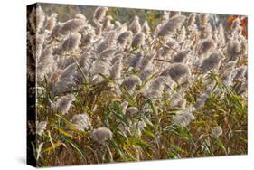Reedgrass blowing in the wind-Jim Engelbrecht-Stretched Canvas