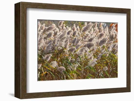 Reedgrass blowing in the wind-Jim Engelbrecht-Framed Photographic Print