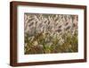 Reedgrass blowing in the wind-Jim Engelbrecht-Framed Photographic Print