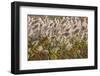Reedgrass blowing in the wind-Jim Engelbrecht-Framed Photographic Print
