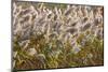Reedgrass blowing in the wind-Jim Engelbrecht-Mounted Photographic Print