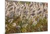 Reedgrass blowing in the wind-Jim Engelbrecht-Mounted Photographic Print