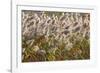 Reedgrass blowing in the wind-Jim Engelbrecht-Framed Photographic Print