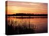 Reedmace Silhouetted in Foreground at Sunset, Frensham Great Pond, Near Farnham, Surrey, England-Pearl Bucknall-Stretched Canvas