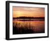 Reedmace Silhouetted in Foreground at Sunset, Frensham Great Pond, Near Farnham, Surrey, England-Pearl Bucknall-Framed Photographic Print