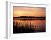 Reedmace Silhouetted in Foreground at Sunset, Frensham Great Pond, Near Farnham, Surrey, England-Pearl Bucknall-Framed Photographic Print