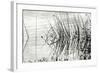 Reeds 2-Lee Peterson-Framed Photographic Print