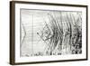 Reeds 2-Lee Peterson-Framed Photographic Print