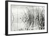 Reeds 2-Lee Peterson-Framed Photographic Print