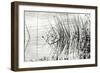 Reeds 2-Lee Peterson-Framed Photographic Print