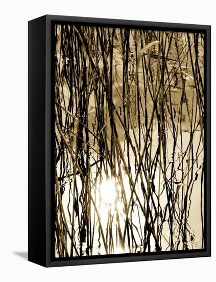 Reeds 8167-Rica Belna-Framed Stretched Canvas