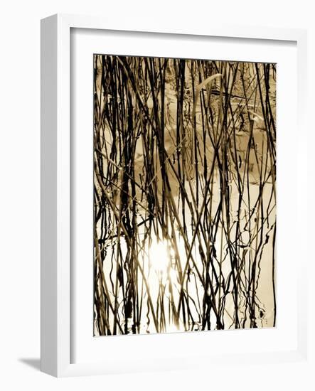 Reeds 8167-Rica Belna-Framed Giclee Print