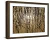 Reeds 8170-Rica Belna-Framed Giclee Print