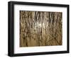 Reeds 8170-Rica Belna-Framed Giclee Print