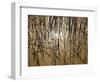 Reeds 8170-Rica Belna-Framed Giclee Print