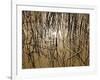 Reeds 8170-Rica Belna-Framed Giclee Print