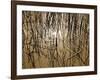 Reeds 8170-Rica Belna-Framed Giclee Print