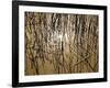 Reeds 8170-Rica Belna-Framed Giclee Print