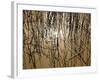 Reeds 8170-Rica Belna-Framed Giclee Print