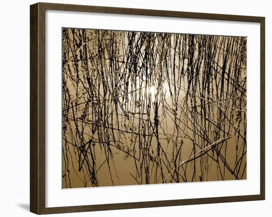 Reeds 8170-Rica Belna-Framed Giclee Print