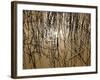 Reeds 8170-Rica Belna-Framed Giclee Print