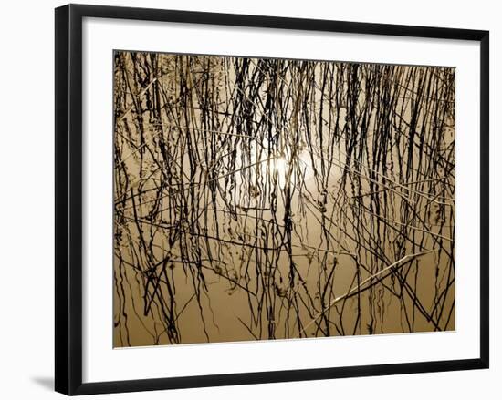 Reeds 8170-Rica Belna-Framed Giclee Print