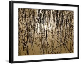 Reeds 8170-Rica Belna-Framed Giclee Print