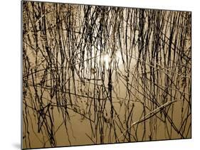 Reeds 8170-Rica Belna-Mounted Giclee Print