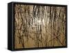 Reeds 8170-Rica Belna-Framed Stretched Canvas