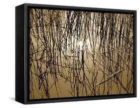 Reeds 8170-Rica Belna-Framed Stretched Canvas