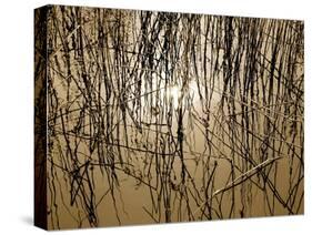 Reeds 8170-Rica Belna-Stretched Canvas