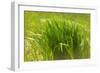 Reeds Along Seacoast-Anthony Paladino-Framed Giclee Print