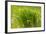 Reeds Along Seacoast-Anthony Paladino-Framed Giclee Print