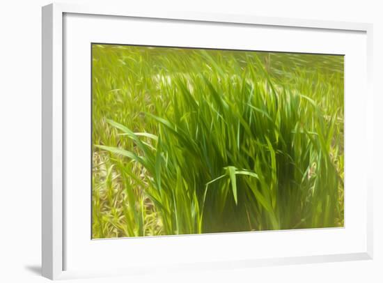 Reeds Along Seacoast-Anthony Paladino-Framed Giclee Print
