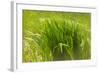 Reeds Along Seacoast-Anthony Paladino-Framed Giclee Print