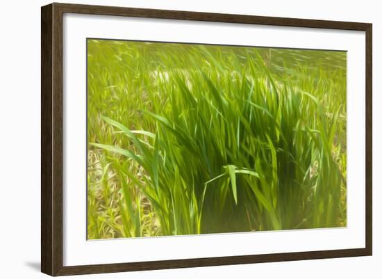 Reeds Along Seacoast-Anthony Paladino-Framed Giclee Print