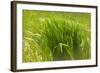 Reeds Along Seacoast-Anthony Paladino-Framed Giclee Print