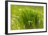 Reeds Along Seacoast-Anthony Paladino-Framed Giclee Print