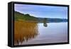 Reeds and an Islet in Lough Macnean, County Fermanagh, Northern Ireland-null-Framed Stretched Canvas