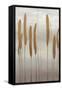 Reeds and Leaves II-Jennifer Goldberger-Framed Stretched Canvas