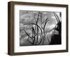 Reeds and Lily Pads, Europe, c. 1970-Brett Weston-Framed Photographic Print