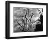 Reeds and Lily Pads, Europe, c. 1970-Brett Weston-Framed Photographic Print