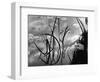 Reeds and Lily Pads, Europe, c. 1970-Brett Weston-Framed Photographic Print