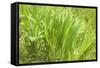 Reeds And Poison Ivy In Breeze-Anthony Paladino-Framed Stretched Canvas