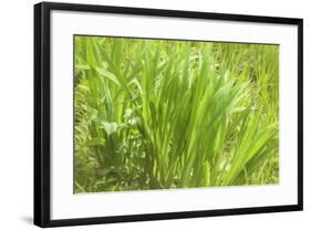 Reeds And Poison Ivy In Breeze-Anthony Paladino-Framed Giclee Print