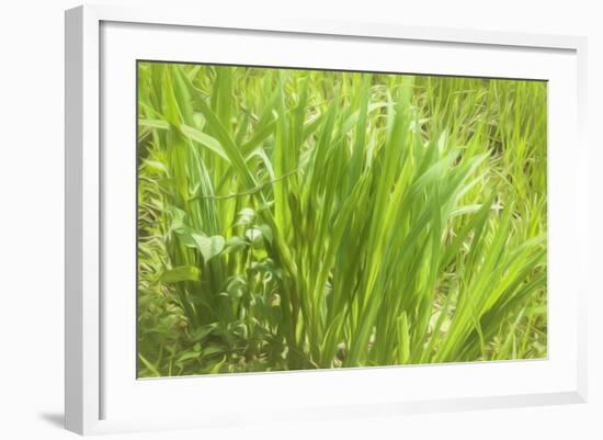 Reeds And Poison Ivy In Breeze-Anthony Paladino-Framed Giclee Print